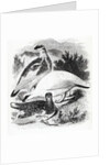 The Ptarmigan by William Yarrell