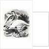 The Ptarmigan by William Yarrell