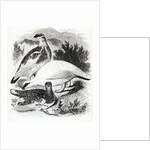 The Ptarmigan by William Yarrell