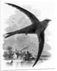 The Common Swift by William Yarrell