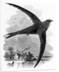 The Common Swift by William Yarrell