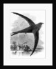 The Common Swift by William Yarrell