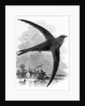 The Common Swift by William Yarrell