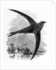 The Common Swift by William Yarrell