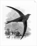 The Common Swift by William Yarrell