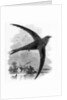 The Common Swift by William Yarrell