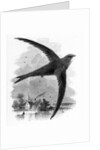 The Common Swift by William Yarrell