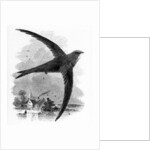 The Common Swift by William Yarrell