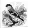 The Bullfinch by William Yarrell
