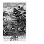 A keeper choosing out of the herd a fat buck to be shot and run down by English School