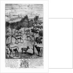 The deer fraying their heads by English School