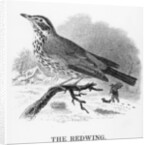 The Redwing by William Yarrell