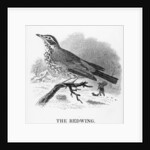 The Redwing by William Yarrell
