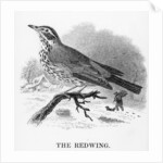 The Redwing by William Yarrell