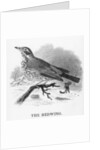 The Redwing by William Yarrell