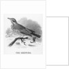 The Redwing by William Yarrell
