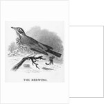 The Redwing by William Yarrell