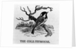 The Cole-Titmouse by Thomas Bewick