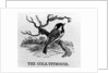 The Cole-Titmouse by Thomas Bewick