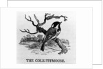 The Cole-Titmouse by Thomas Bewick
