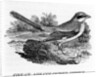 Great Ash-Coloured Shrike by Thomas Bewick