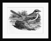 Great Ash-Coloured Shrike by Thomas Bewick