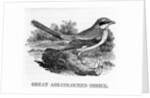 Great Ash-Coloured Shrike by Thomas Bewick