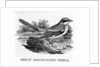 Great Ash-Coloured Shrike by Thomas Bewick