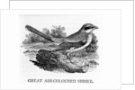 Great Ash-Coloured Shrike by Thomas Bewick