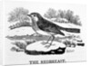 The Redbreast by Thomas Bewick