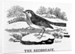 The Redbreast by Thomas Bewick
