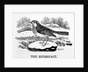 The Redbreast by Thomas Bewick