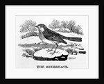 The Redbreast by Thomas Bewick