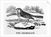 The Redbreast by Thomas Bewick