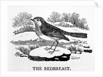 The Redbreast by Thomas Bewick