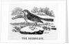 The Redbreast by Thomas Bewick