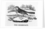 The Redbreast by Thomas Bewick