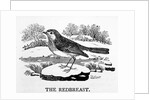 The Redbreast by Thomas Bewick