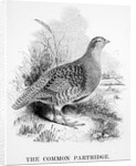 The Common Partridge by William Yarrell
