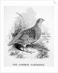 The Common Partridge by William Yarrell
