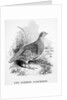 The Common Partridge by William Yarrell