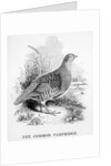 The Common Partridge by William Yarrell