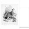 The Common Partridge by William Yarrell
