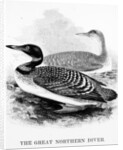The Great Northern Diver by William Yarrell