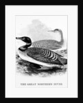 The Great Northern Diver by William Yarrell