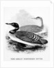 The Great Northern Diver by William Yarrell