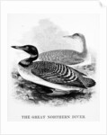 The Great Northern Diver by William Yarrell