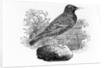 The Starling by Thomas Bewick