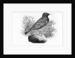 The Starling by Thomas Bewick