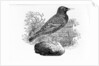 The Starling by Thomas Bewick